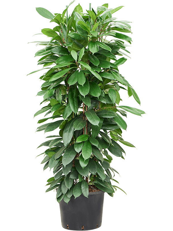 Planta naturala de interior 8pp D70xH140cm Ficus cyathistipula P32/26cm in hidrogranule