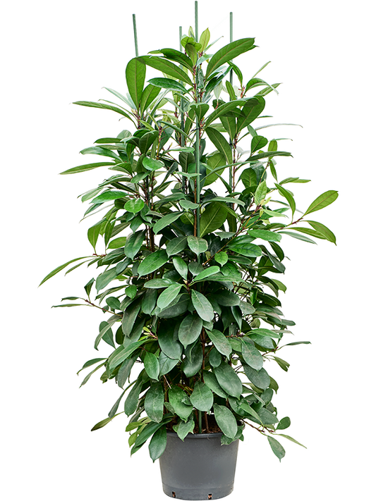 Planta naturala de interior 8pp D70xH170cm Ficus cyathistipula P32/26cm in hidrogranule