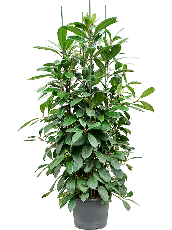 Planta naturala de interior 8pp D70xH170cm Ficus cyathistipula P32/26cm in hidrogranule