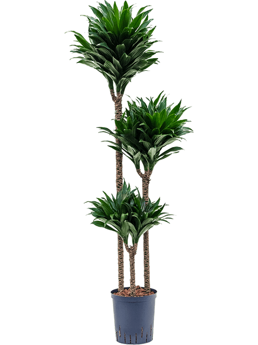 Planta naturala de interior 90-60-30 D30xH135cm Dracaena fragrans 'Compacta' P18/19cm in hidrogranule