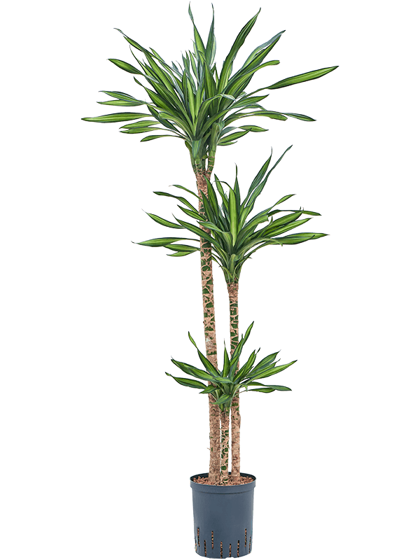 Planta naturala de interior 90-60-30 D30xH135cm Dracaena fragrans 'Riki' P18/19cm in hidrogranule