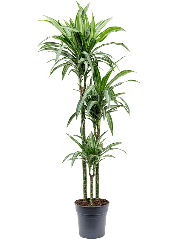 Planta naturala de interior 90-60-30 D30xH140cm Dracaena fragrans 'Ulises' PS24/23cm in pamant