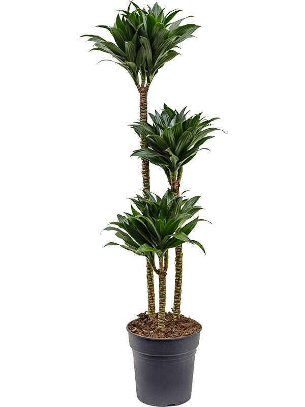 Planta naturala de interior 90-60-30 D35xH130cm Dracaena fragrans 'Compacta' PS24/23cm in pamant