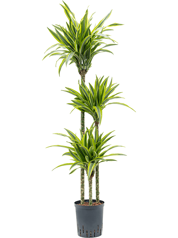 Planta naturala de interior 90-60-30 D35xH130cm Dracaena fragrans 'Lemon Lime' P18/19cm in hidrogranule