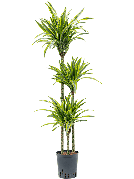 Planta naturala de interior 90-60-30 D35xH130cm Dracaena fragrans 'Lemon Lime' P18/19cm in hidrogranule