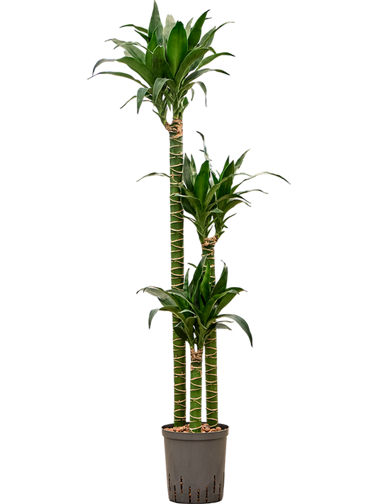 Planta naturala de interior 90-60-30 D35xH135cm Dracaena deremensis 'Black Beauty' P18/19cm in hidrogranule