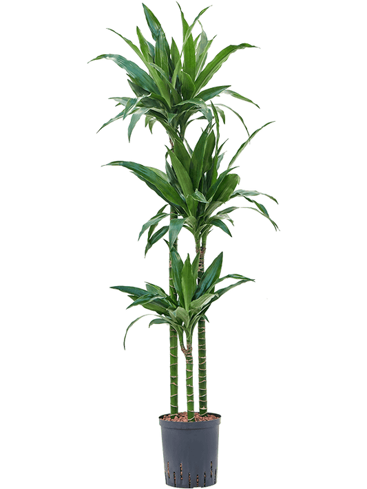 Planta naturala de interior 90-60-30 D35xH135cm Dracaena fragrans 'Janet Craig' P18/19cm in hidrogranule