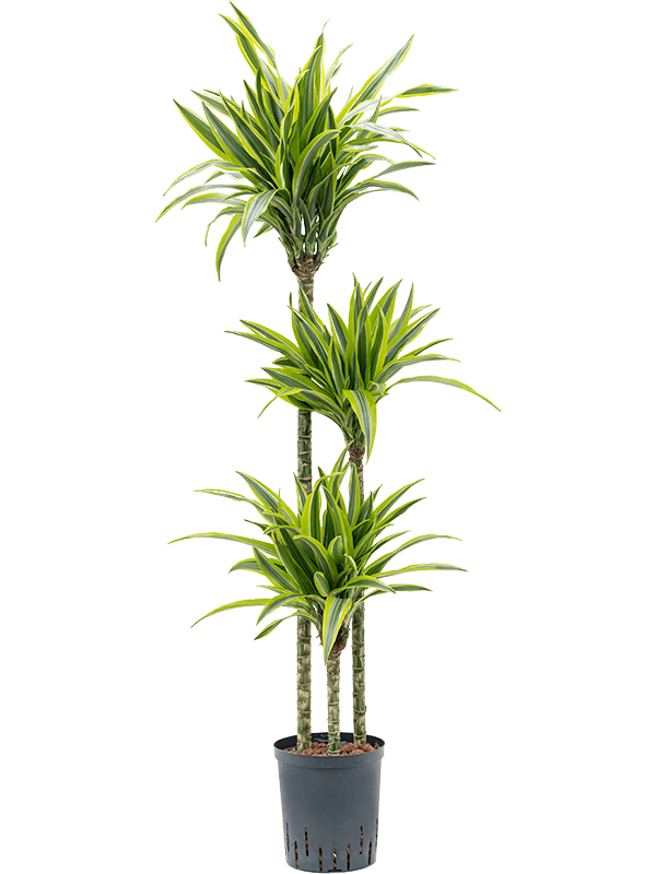 Planta naturala de interior 90-60-30 D35xH135cm Dracaena fragrans 'Lemon Lime' P18/19cm in hidrogranule