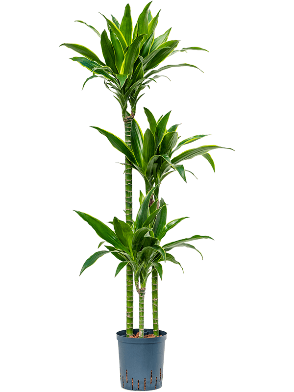 Planta naturala de interior 90-60-30 D35xH140cm Dracaena fragrans 'Arturo' P18/19cm in hidrogranule