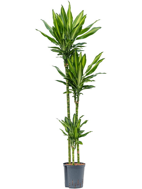 Planta naturala de interior 90-60-30 D35xH140cm Dracaena fragrans 'Cintho' P18/19cm in hidrogranule