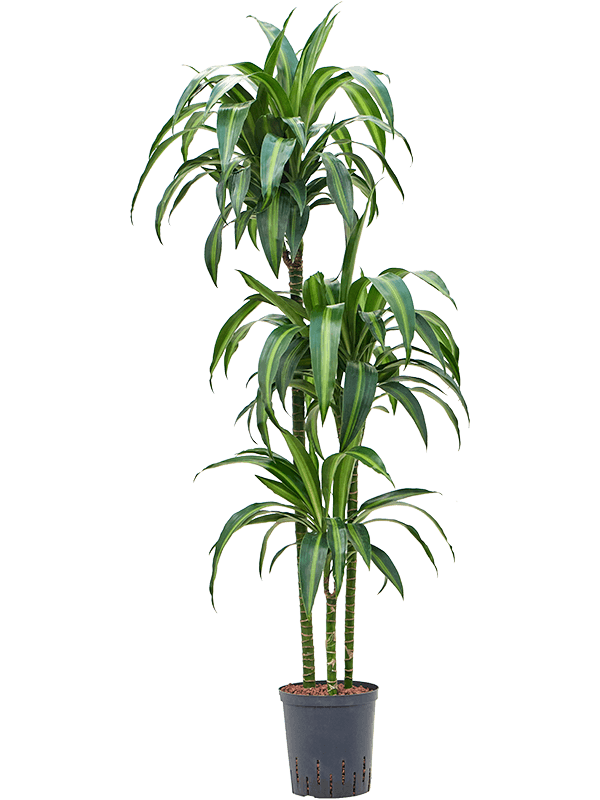 Planta naturala de interior 90-60-30 D35xH140cm Dracaena fragrans 'Hawaiian Sunshine' P18/19cm in hidrogranule