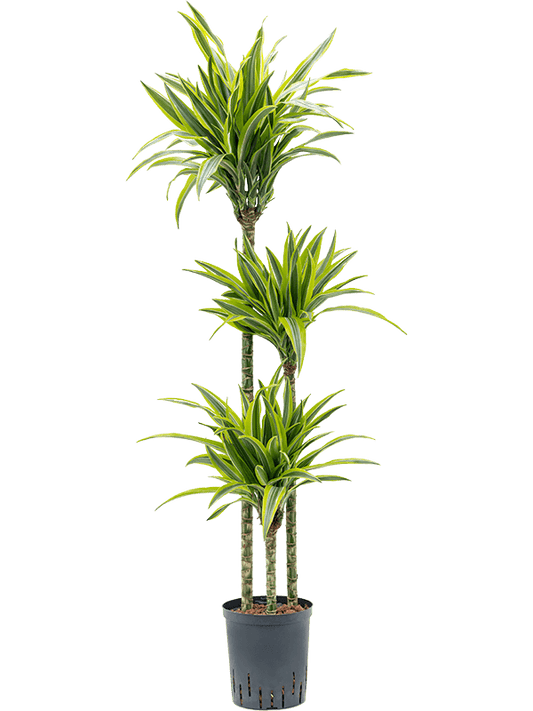 Planta naturala de interior 90-60-30 D35xH140cm Dracaena fragrans 'Lemon Lime' P18/19cm in hidrogranule