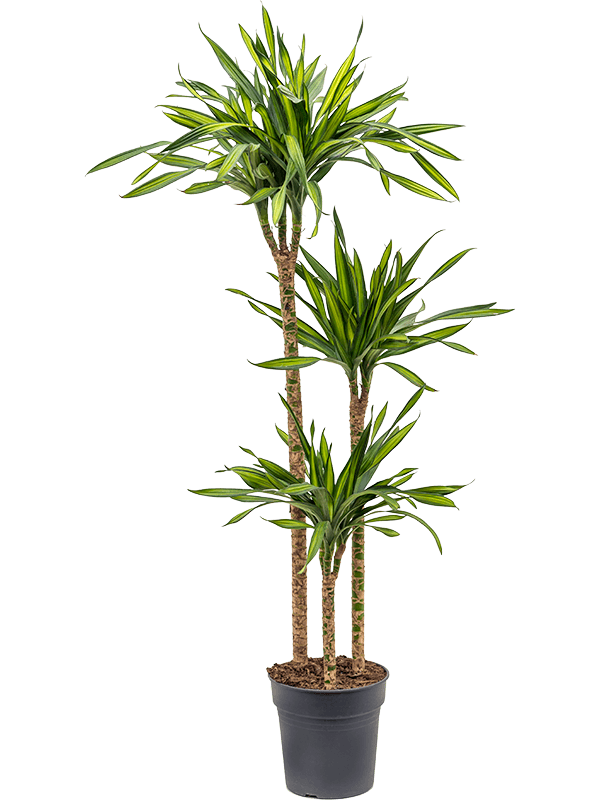 Planta naturala de interior 90-60-30 D35xH140cm Dracaena fragrans 'Riki' PS24/23cm in pamant