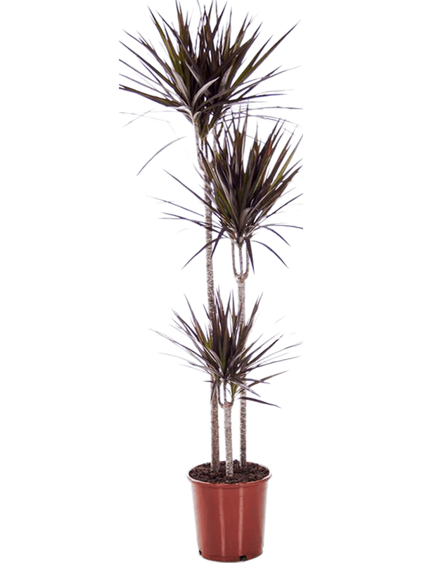 Planta naturala de interior 90-60-30 D35xH140cm Dracaena marginata 'Magenta' PS24/23cm in pamant