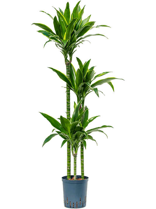 Planta naturala de interior 90-60-30 D35xH150cm Dracaena fragrans 'Arturo' P18/19cm in hidrogranule
