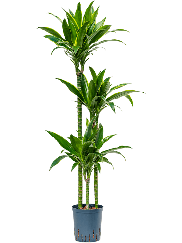 Planta naturala de interior 90-60-30 D35xH150cm Dracaena fragrans 'Arturo' P18/19cm in hidrogranule