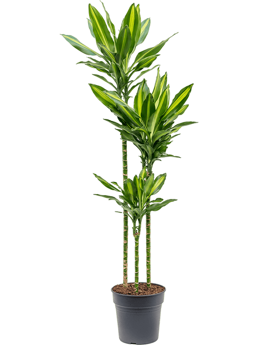 Planta naturala de interior 90-60-30 D35xH150cm Dracaena fragrans 'Cintho' PS24/23cm in pamant