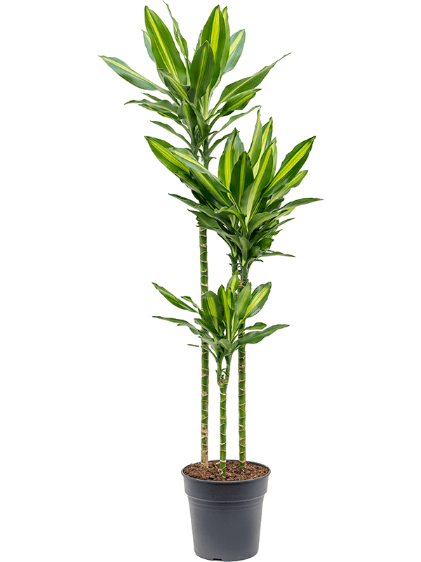 Planta naturala de interior 90-60-30 D35xH150cm Dracaena fragrans 'Cintho' PS24/23cm in pamant