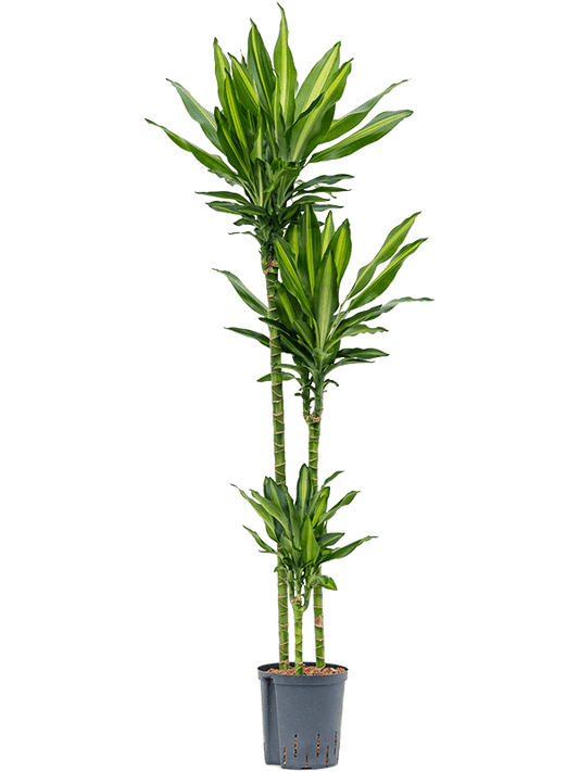 Planta naturala de interior 90-60-30 D35xH160cm Dracaena fragrans 'Cintho' P18/19cm in hidrogranule
