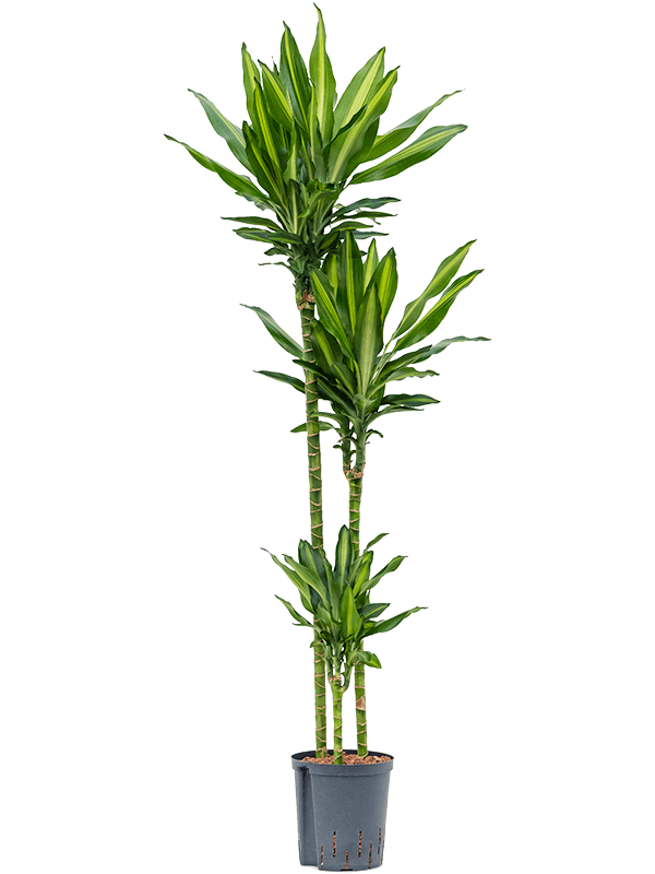 Planta naturala de interior 90-60-30 D35xH160cm Dracaena fragrans 'Cintho' P18/19cm in hidrogranule