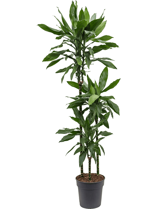 Planta naturala de interior 90-60-30 D35xH160cm Dracaena fragrans 'Janet Lind' PS24/23cm in pamant