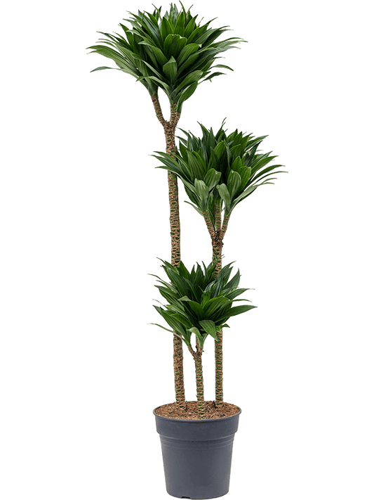 Planta naturala de interior 90-60-30 D40xH130cm Dracaena fragrans 'Compacta' PS24/23cm in pamant