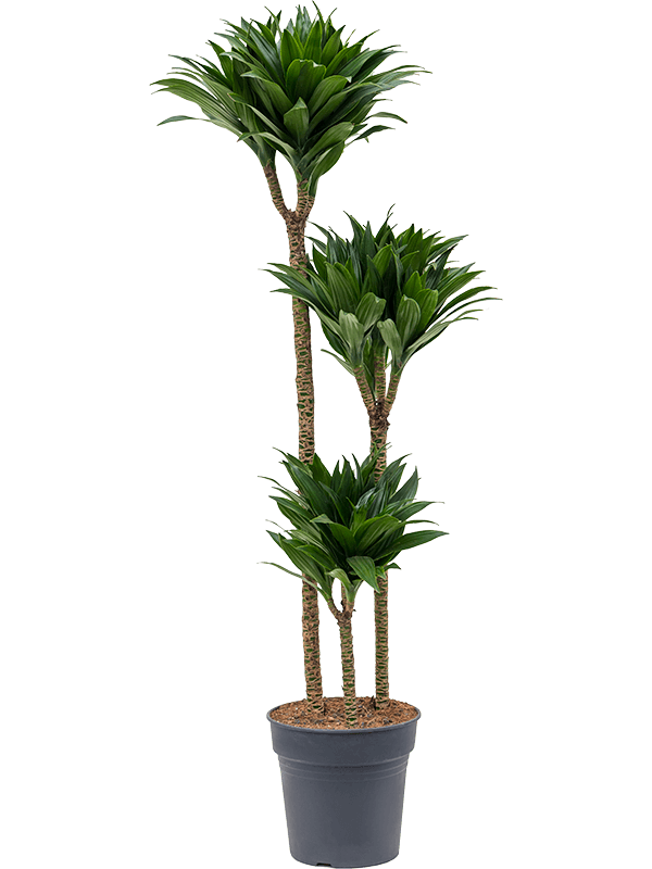 Planta naturala de interior 90-60-30 D40xH130cm Dracaena fragrans 'Compacta' PS24/23cm in pamant