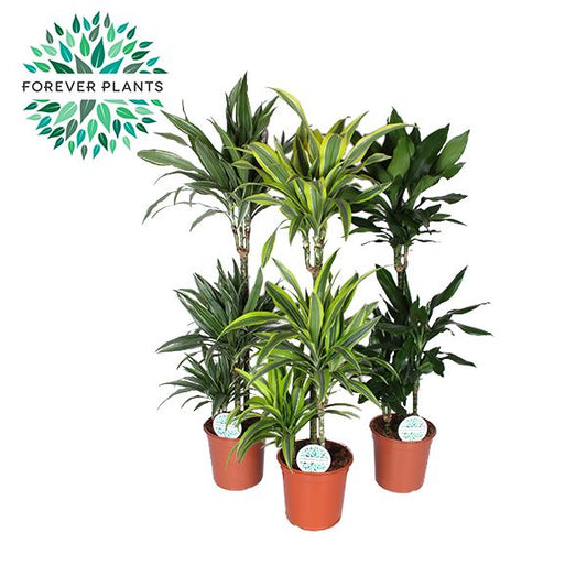 Planta naturala de interior 90-60-30 D40xH130cm Dracaena fragrans deremensis mix PS24/23cm in pamant