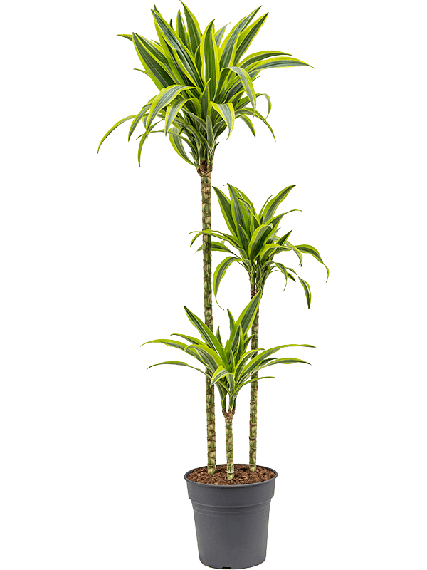 Planta naturala de interior 90-60-30 D40xH130cm Dracaena fragrans 'Lemon Lime' PS24/23cm in pamant