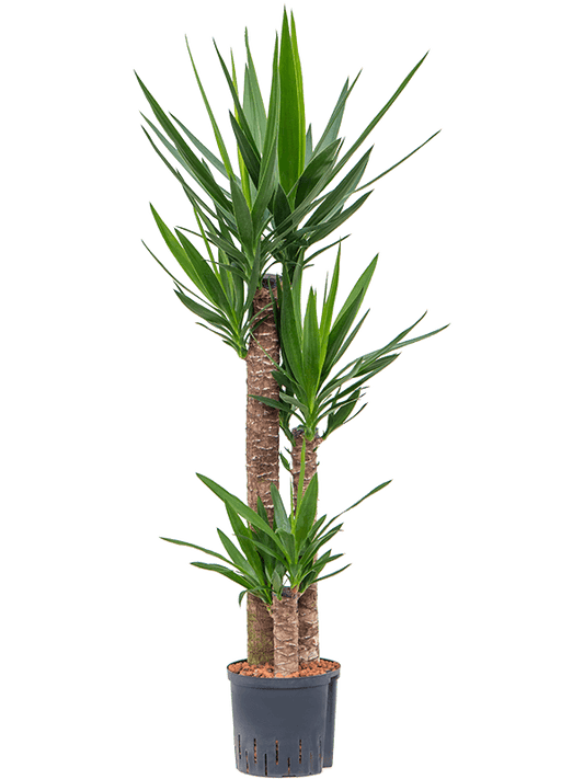 Planta naturala de interior 90-60-30 D40xH135cm Yucca elephantipes P22/19cm in hidrogranule