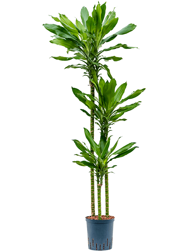 Planta naturala de interior 90-60-30 D40xH140cm Dracaena fragrans 'Burundii' P18/19cm in hidrogranule