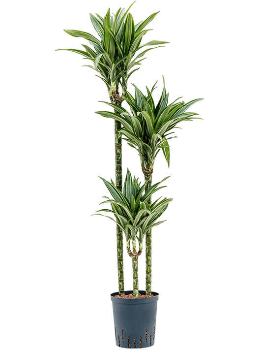 Planta naturala de interior 90-60-30 D40xH140cm Dracaena fragrans 'Ulises' P18/19cm in hidrogranule
