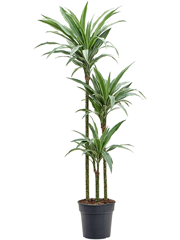 Planta naturala de interior 90-60-30 D40xH150cm Dracaena deremensis 'Warneckei' PS24/23cm in pamant