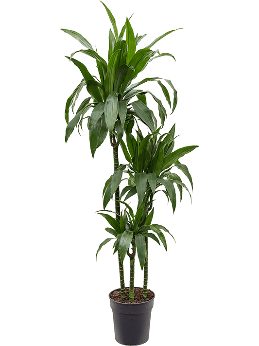 Planta naturala de interior 90-60-30 D40xH150cm Dracaena fragrans 'Janet Craig' PS24/23cm in pamant