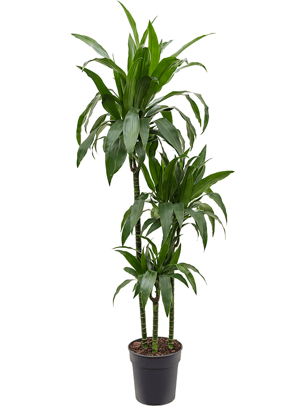 Planta naturala de interior 90-60-30 D40xH150cm Dracaena fragrans 'Janet Craig' PS24/23cm in pamant