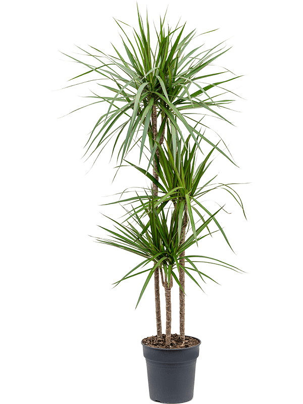 Planta naturala de interior 90-60-30 D40xH150cm Dracaena marginata PS24/23cm in pamant