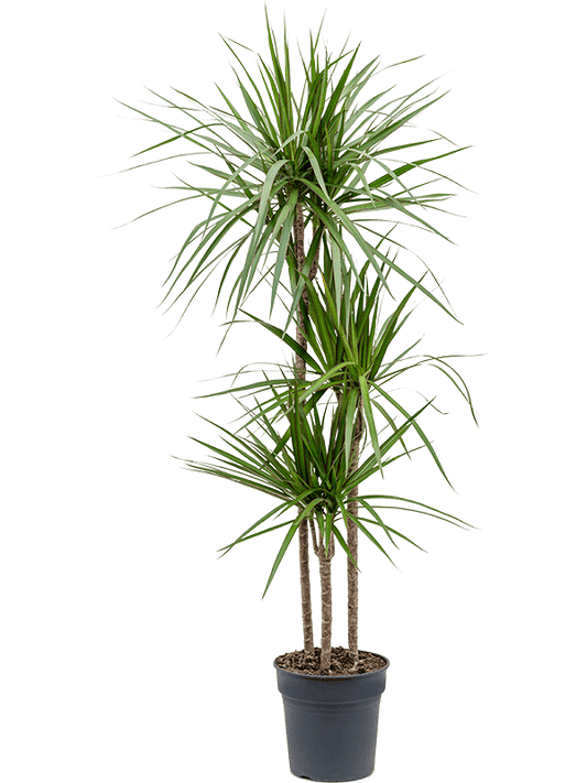 Planta naturala de interior 90-60-30 D40xH150cm Dracaena marginata PS24/23cm in pamant
