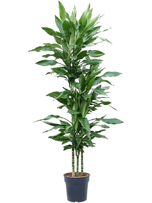 Planta naturala de interior 90-60-30 D45xH150cm Dracaena fragrans 'Burundii' PS24/23cm in pamant