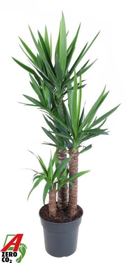 Planta naturala de interior 90-60-30 D50xH130cm Yucca elephantipes PS22/24cm in pamant