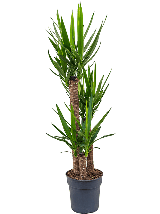 Planta naturala de interior 90-60-30 D60xH140cm Yucca elephantipes PS27/25cm in pamant