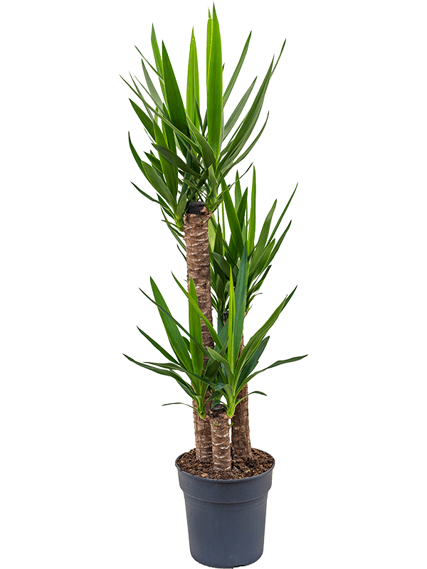 Planta naturala de interior 90-60-30 D60xH140cm Yucca elephantipes PS27/25cm in pamant