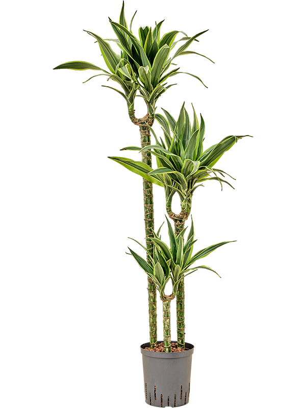 Planta naturala de interior 90-60-30 JUMBO D35xH135cm Dracaena fragrans 'Lemon Lime' P18/19cm in hidrogranule