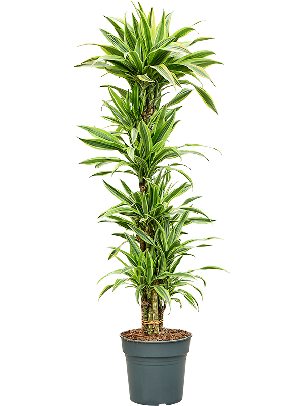 Planta naturala de interior 90-Carrousel D35xH130cm Dracaena fragrans 'Lemon Lime' PS27/25cm in pamant