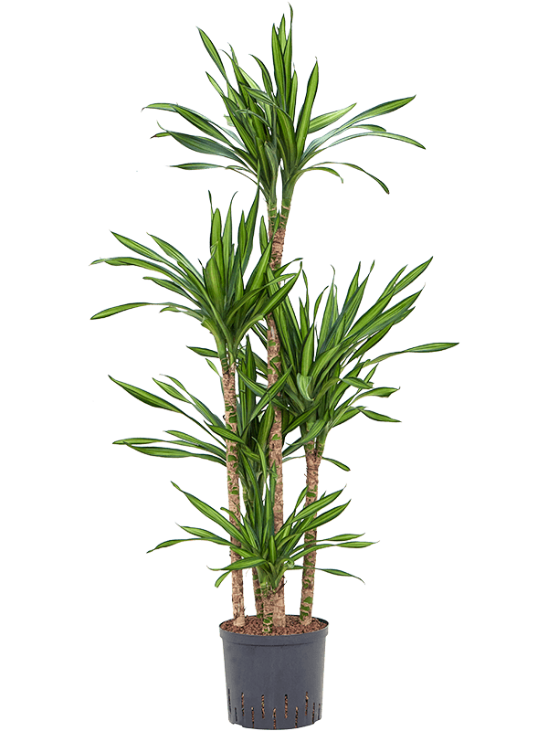 Planta naturala de interior 90-Carrousel D35xH135cm Dracaena fragrans 'Riki' P22/19cm in hidrogranule