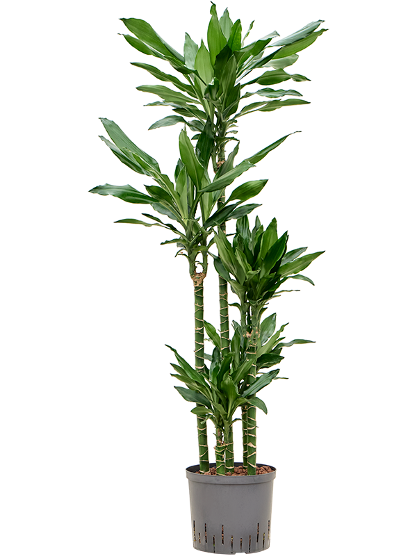 Planta naturala de interior 90-Carrousel D35xH150cm Dracaena fragrans 'Burundii' P22/19cm in hidrogranule