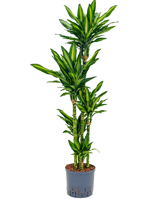 Planta naturala de interior 90-Carrousel D40xH135cm Dracaena fragrans 'Cintho P22/19cm in hidrogranule