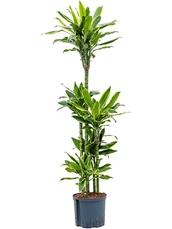 Planta naturala de interior 90-Carrousel D40xH145cm Dracaena fragrans 'Golden Coast' P22/19cm in hidrogranule