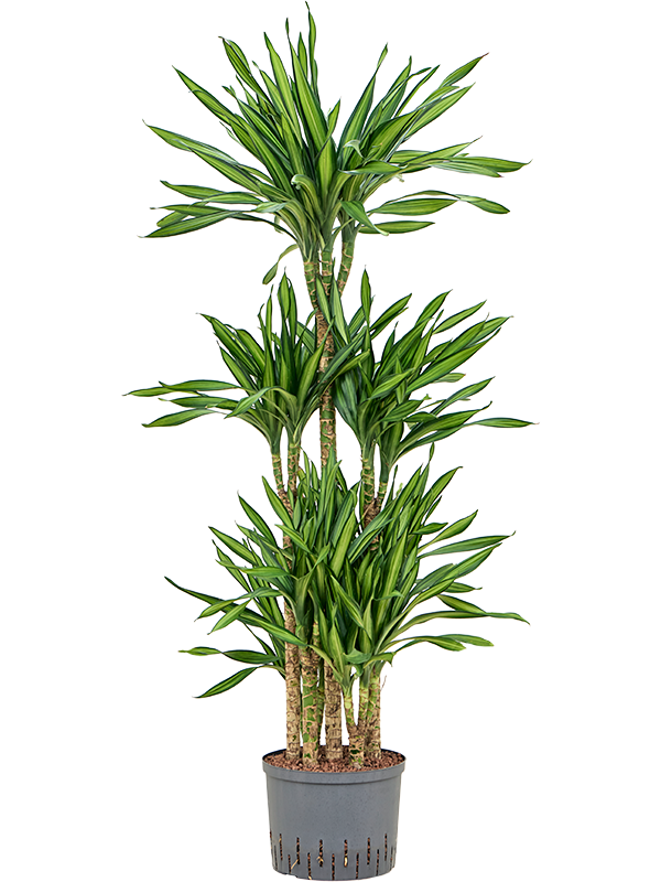 Planta naturala de interior 90-Carrousel D40xH145cm Dracaena fragrans 'Riki' P25/19cm in hidrogranule