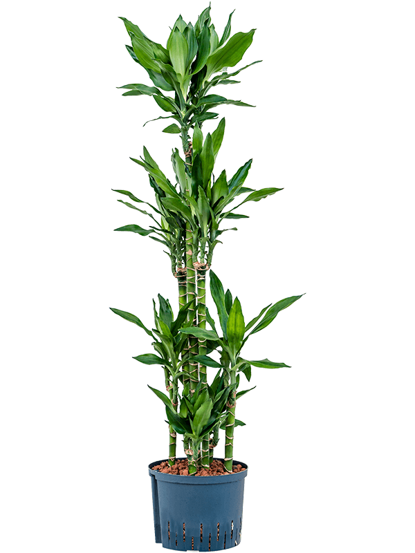 Planta naturala de interior 90-Carrousel D40xH150cm Dracaena fragrans 'Burundii' P25/19cm in hidrogranule