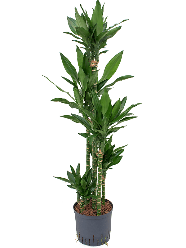 Planta naturala de interior 90-Carrousel D40xH150cm Dracaena fragrans 'Janet Lind' P22/19cm in hidrogranule